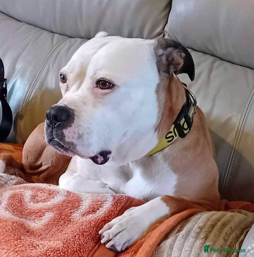 Mixed Breed dogs for adoption: Gorgeous Luna needs a special home 😘 - Image 3