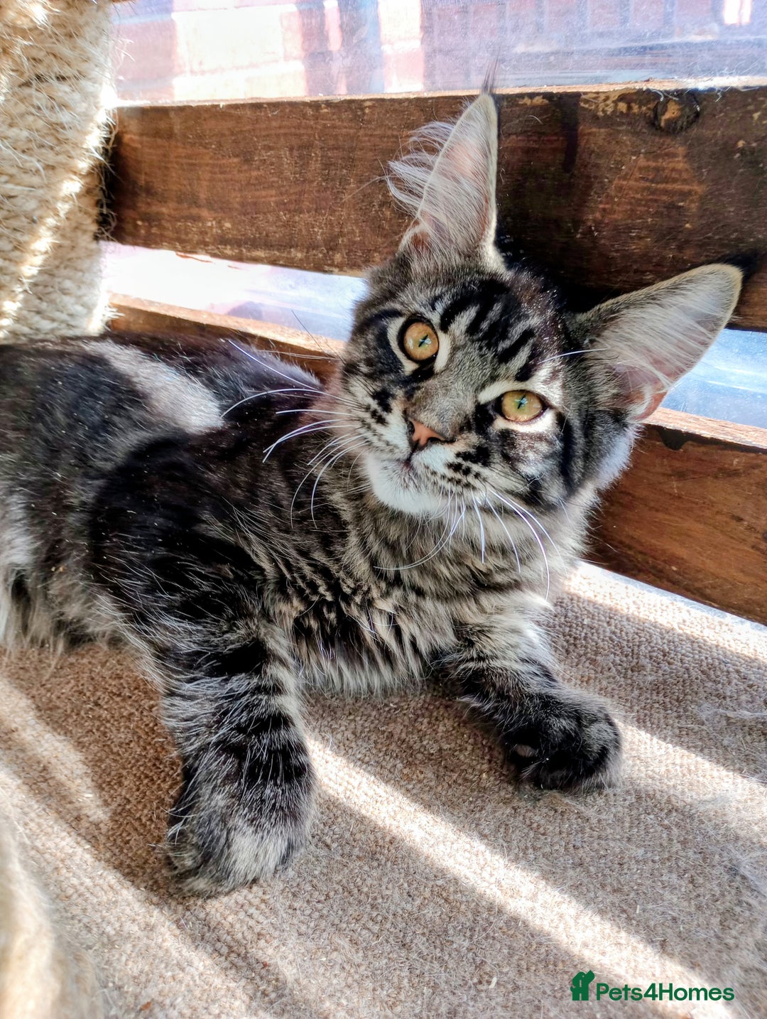 Maine Coon cats for sale: Maine coon purebred Xl - Image 21