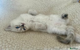 Siberian cats for sale: 😍 Siberian Neva Masquerade kittens 😍 - Image 24