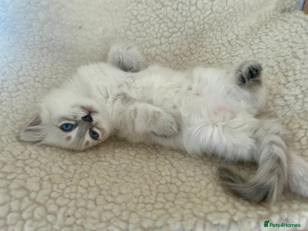 Siberian cats for sale: 😍 Siberian Neva Masquerade kittens 😍 - Image 24