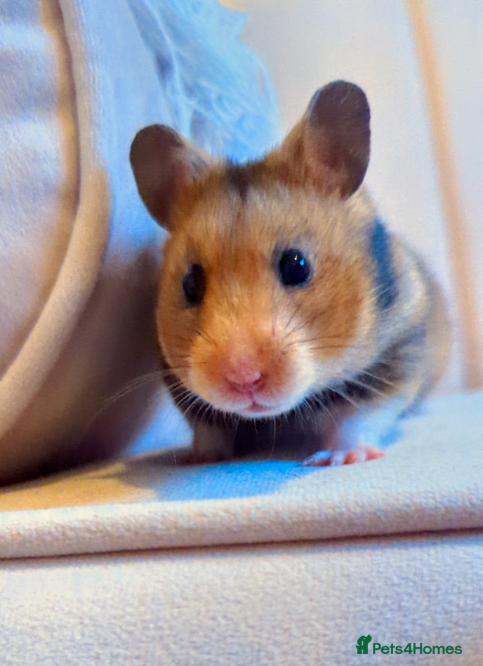 Hamster rodents Beautiful hammy in need of loving home - Advert 4