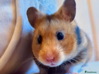 Hamster rodents Beautiful hammy in need of loving home - Advert 4