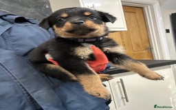 Rottweiler dogs for sale: Rottweiler puppies For sale  - Image 6