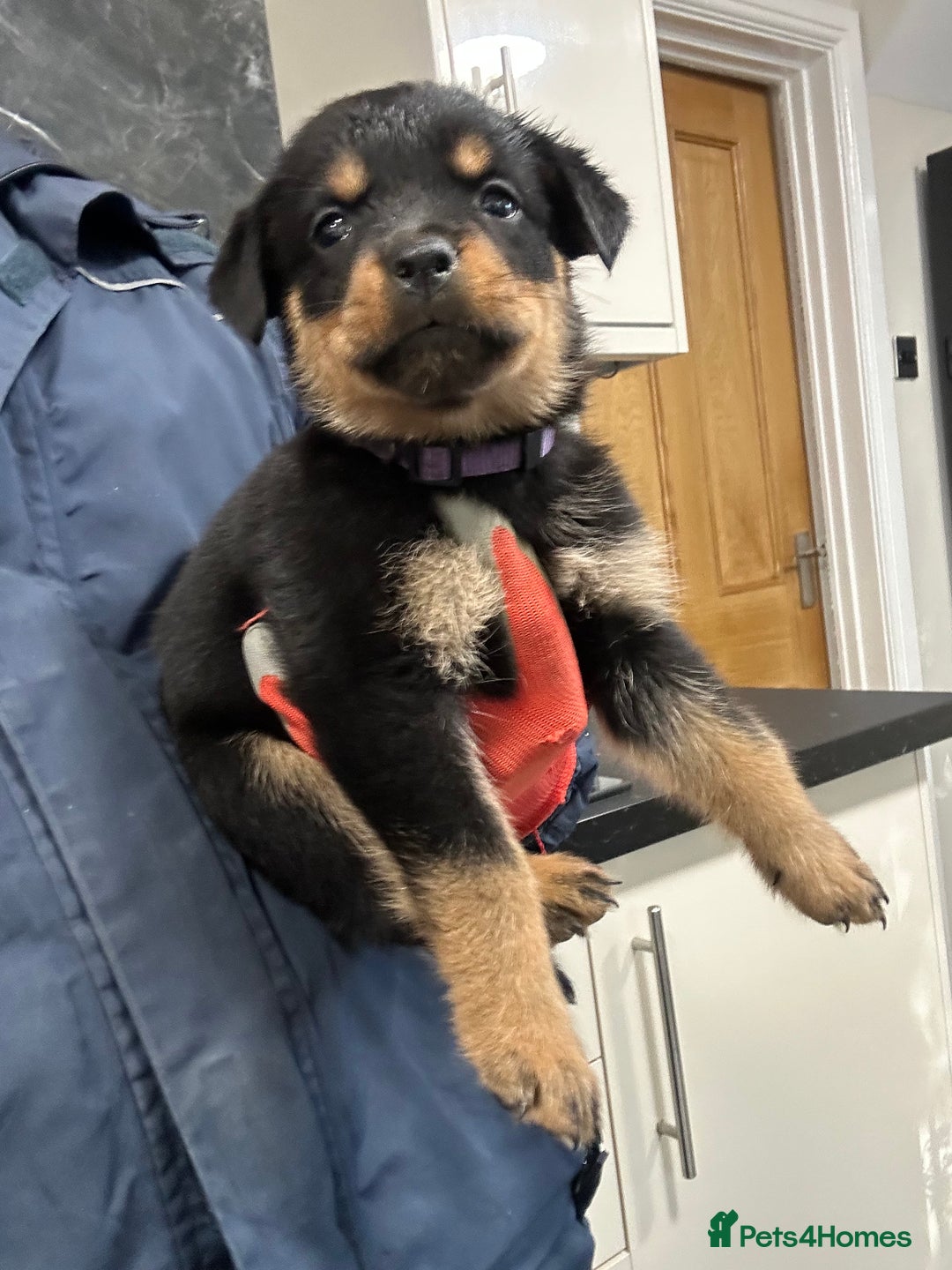 Rottweiler dogs for sale: Rottweiler puppies For sale  - Image 6
