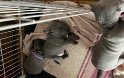 Staffordshire Bull Terrier dogs for sale: Stunning Blue Pure Bred Staffie Puppies - Image 15