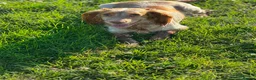 Cockapoo dogs for sale: F1 Cockerpoo Puppies - Advert 22