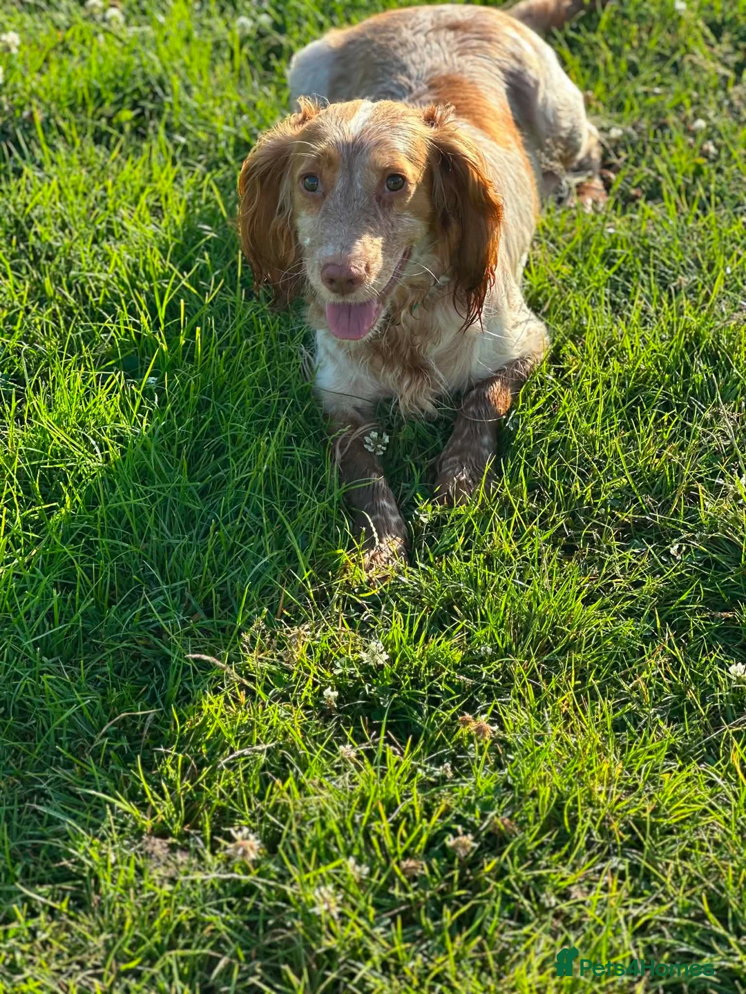 Cockapoo dogs for sale: F1 Cockerpoo Puppies - Advert 22