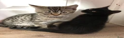 Mixed Breed cats for sale: Kittens - Advert 5