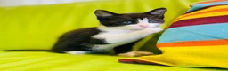 Mixed Breed cats for sale: Kittens for sale ,mixed breed, wonderful behaviour - Advert 16