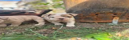 English Bulldog dogs for stud: BRONSON stunning English bulldog  - Advert 11