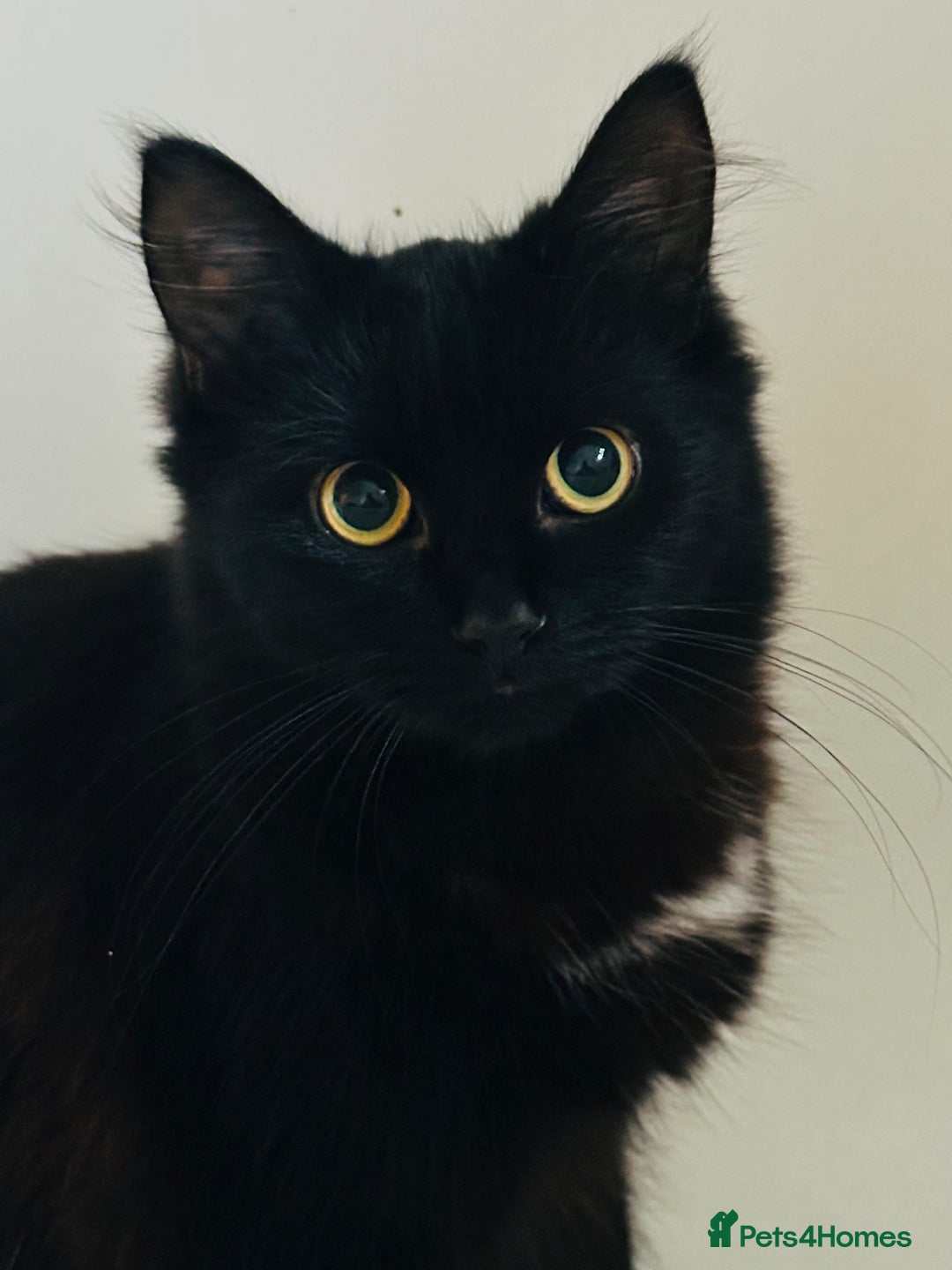 Mixed Breed cats for sale: Female long haired cat  - Image 1