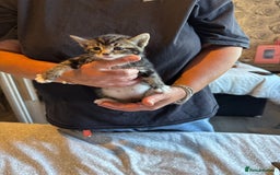 British Shorthair cats for sale: Kittens for sale  - Image 22