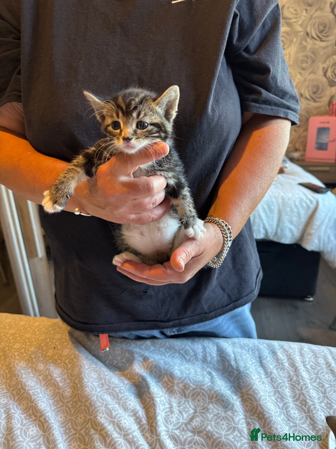 British Shorthair cats for sale: Kittens for sale  - Image 22
