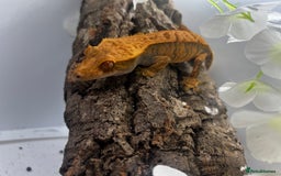 Gecko reptiles for sale: Geckos for sale.  - Image 15