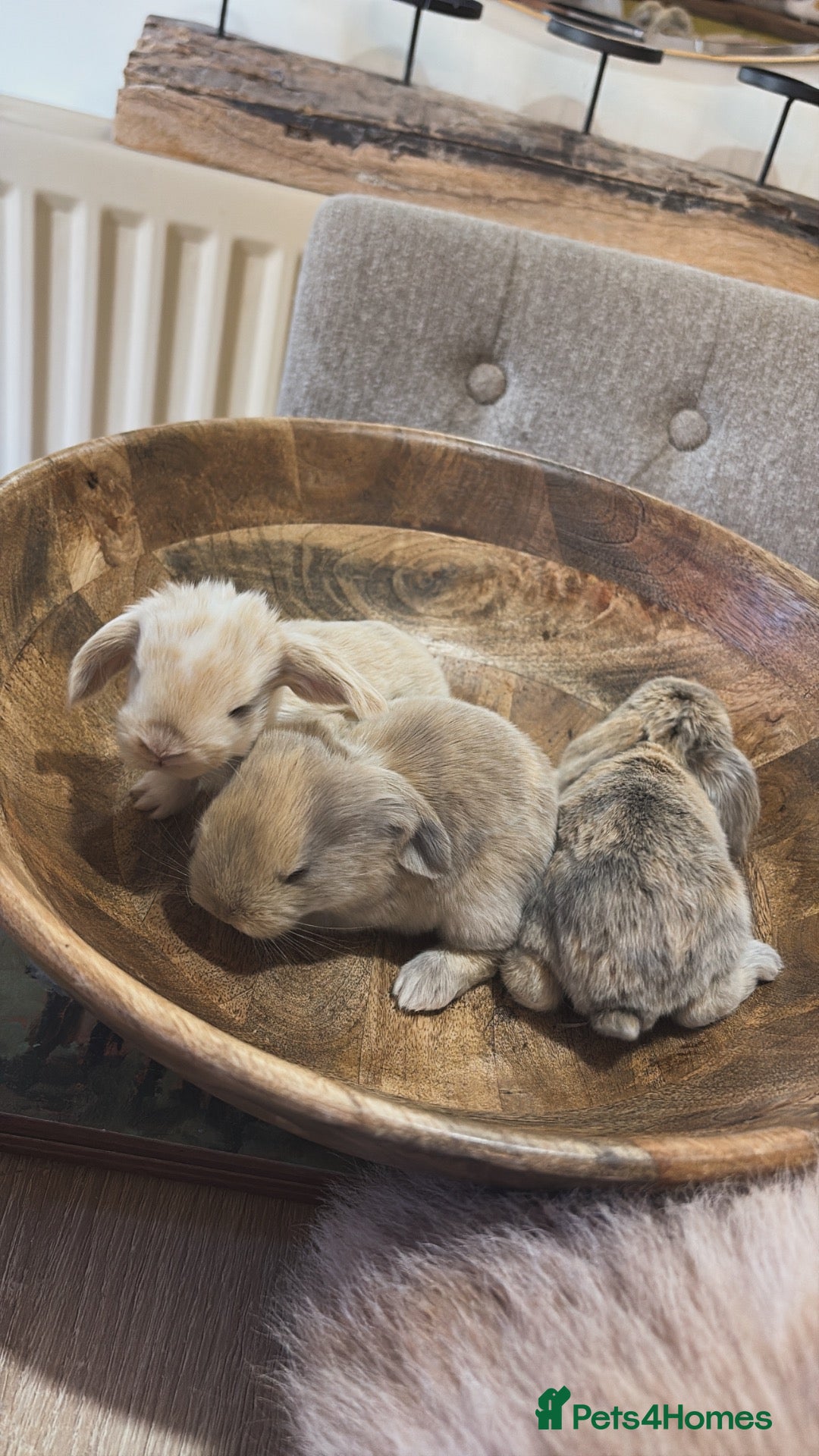 French Lop rabbits Beautiful French lop rabbits  - Advert 1