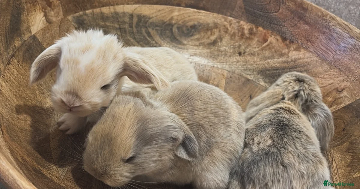 5 Rabits Rabbits for Sale for sale in Solihull, West Midlands | Pets4Homes