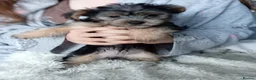Chorkie dogs for sale: 5 beautiful Chorkie pups ready to go now 4g 1 boy - Advert 22