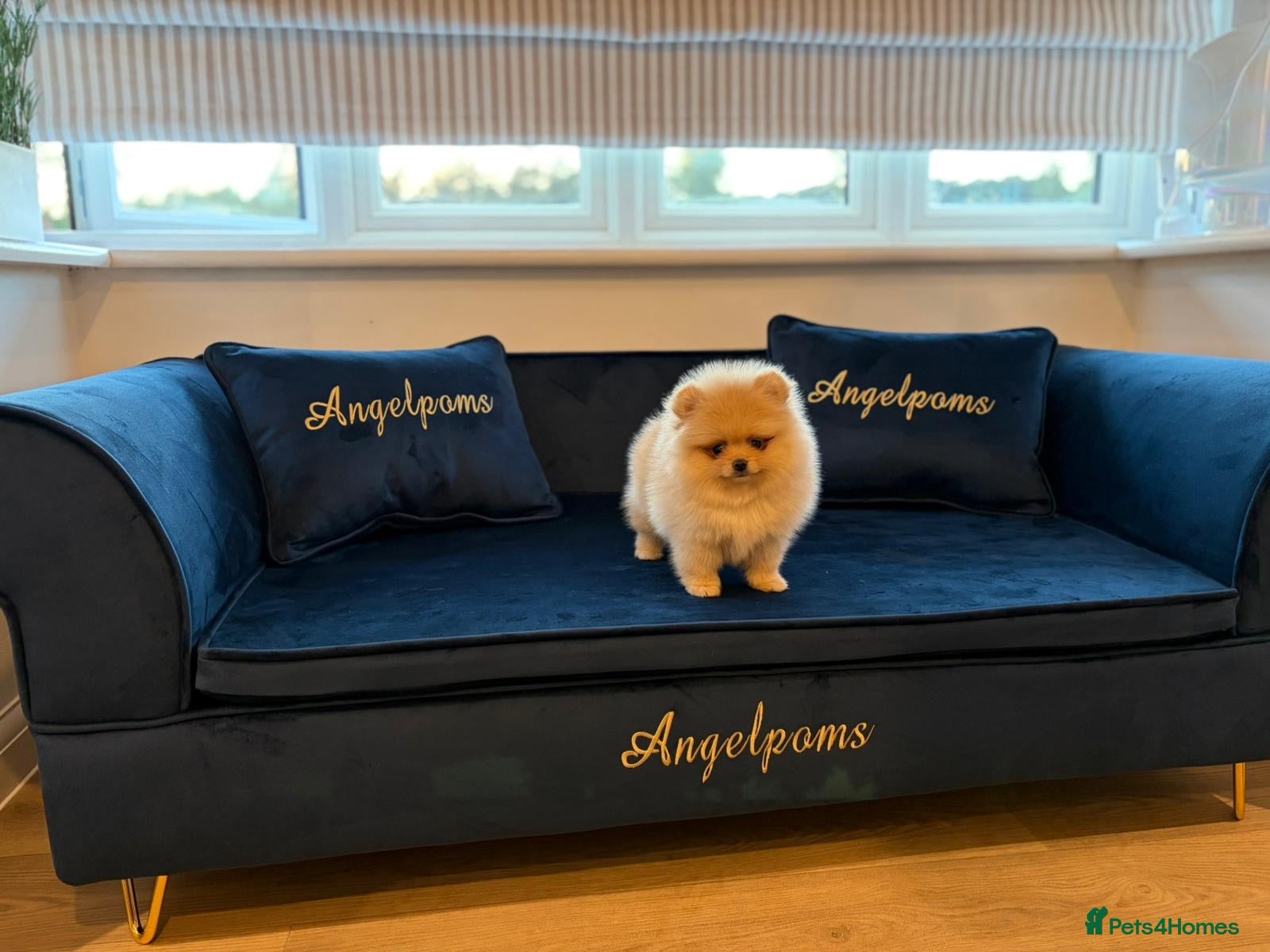 Pomeranian dogs Champion line small size KC registered Poms - Advert 3