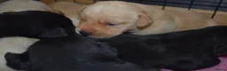 Labrador Retriever dogs for sale: Stunning Working Pedigree Labrador Puppies  in Boston - Advert 2