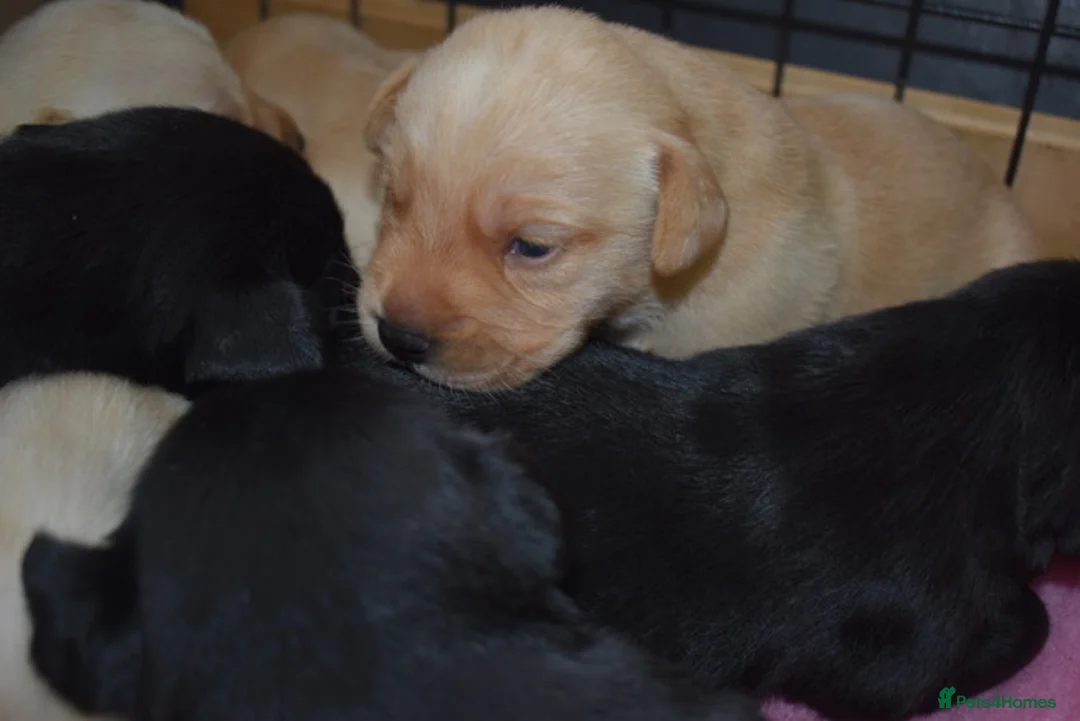 Labrador Retriever dogs for sale: Stunning Working Pedigree Labrador Puppies  in Boston - Advert 2