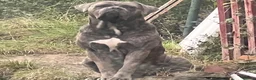 Cane Corso dogs for stud: Blue brindle cane corso stud, THE GOVERNOR  - Advert 4