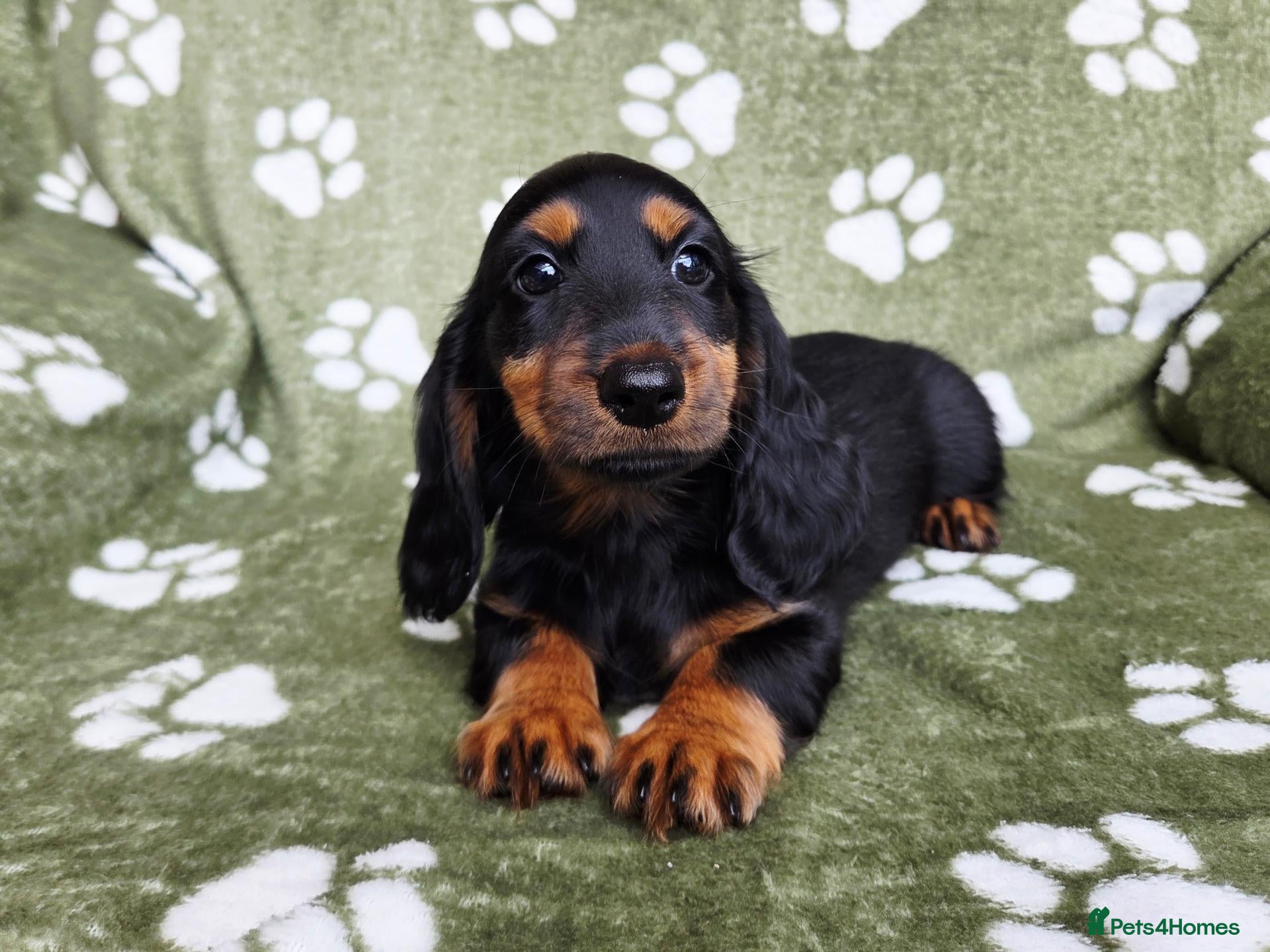Miniature Dachshund dogs KC Registered Longhaired Girl. Ready Now! - Advert 2