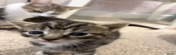 American Shorthair cats for sale: 4 Beautiful American Shorthair Kittens  - Advert 11