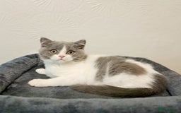 British Shorthair cats for sale: Gorgeous Blue Bicolour British Shorthair Male - Image 10