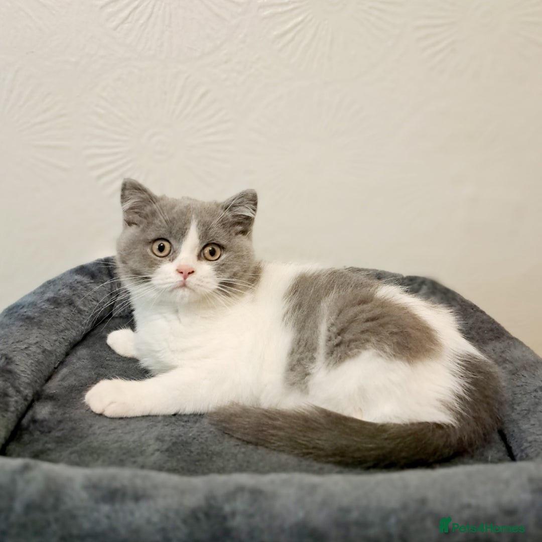 British Shorthair cats for sale: Gorgeous Blue Bicolour British Shorthair Male - Image 10
