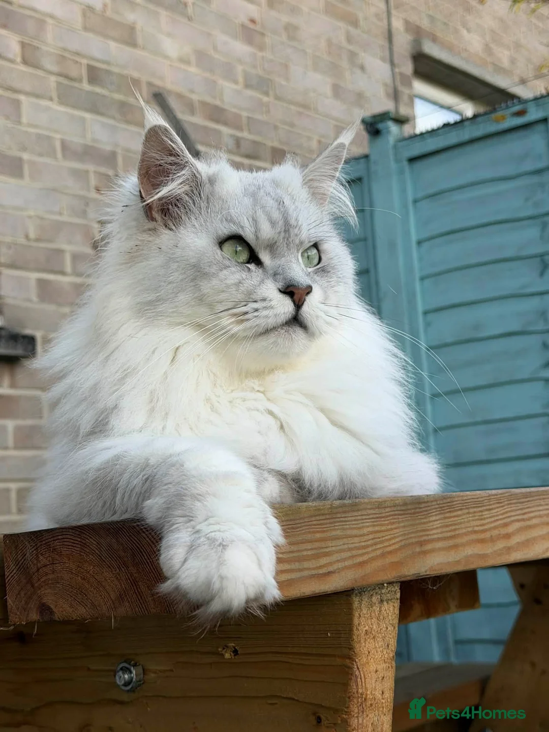 Maine Coon cats for stud: GCCF & TICA Registered Maine Coon Stud–Shaded NS11 in Newbury - Advert 1
