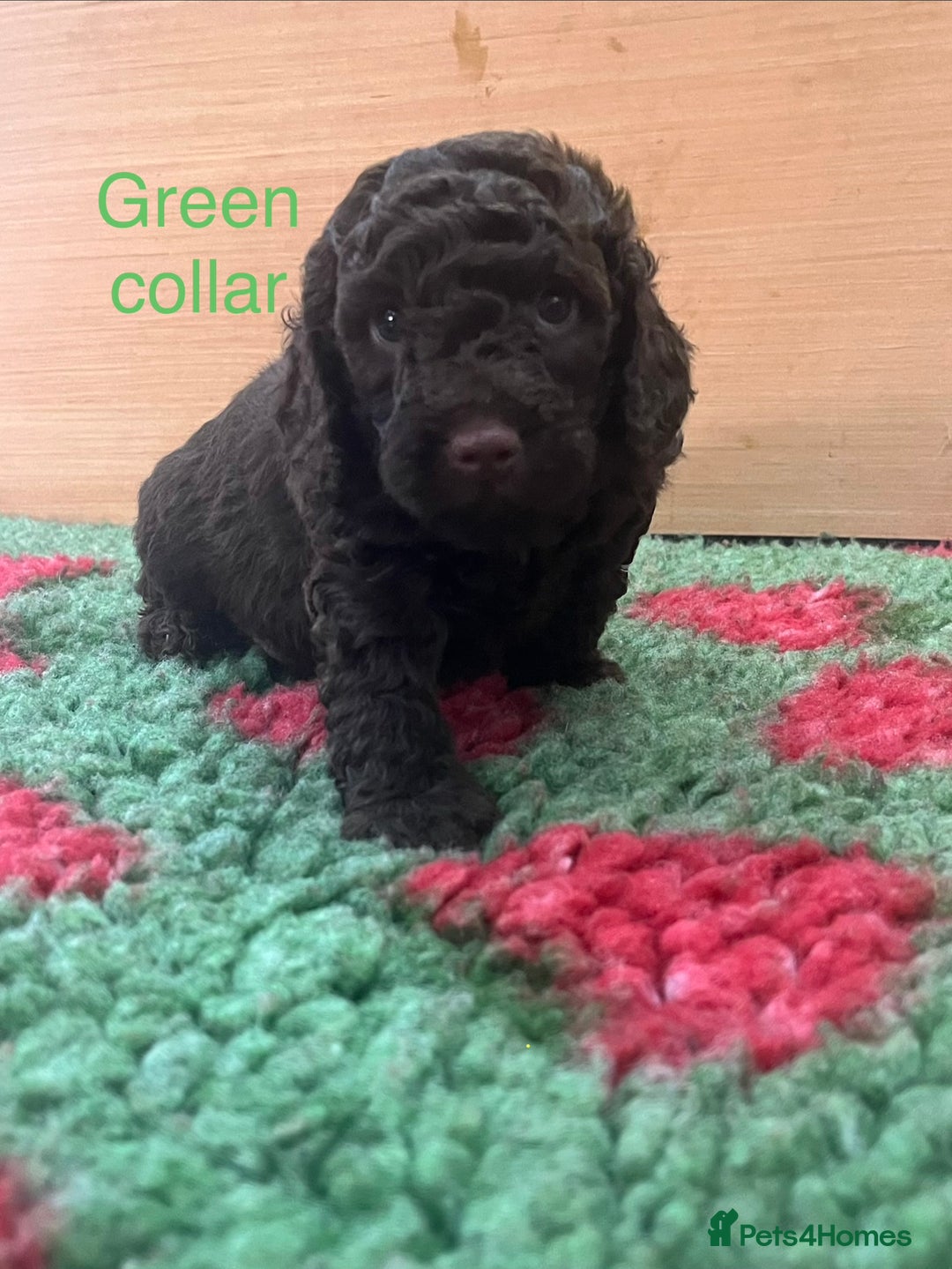 Cockapoo dogs for sale: Beautiful cockapoo puppies! - Advert 2