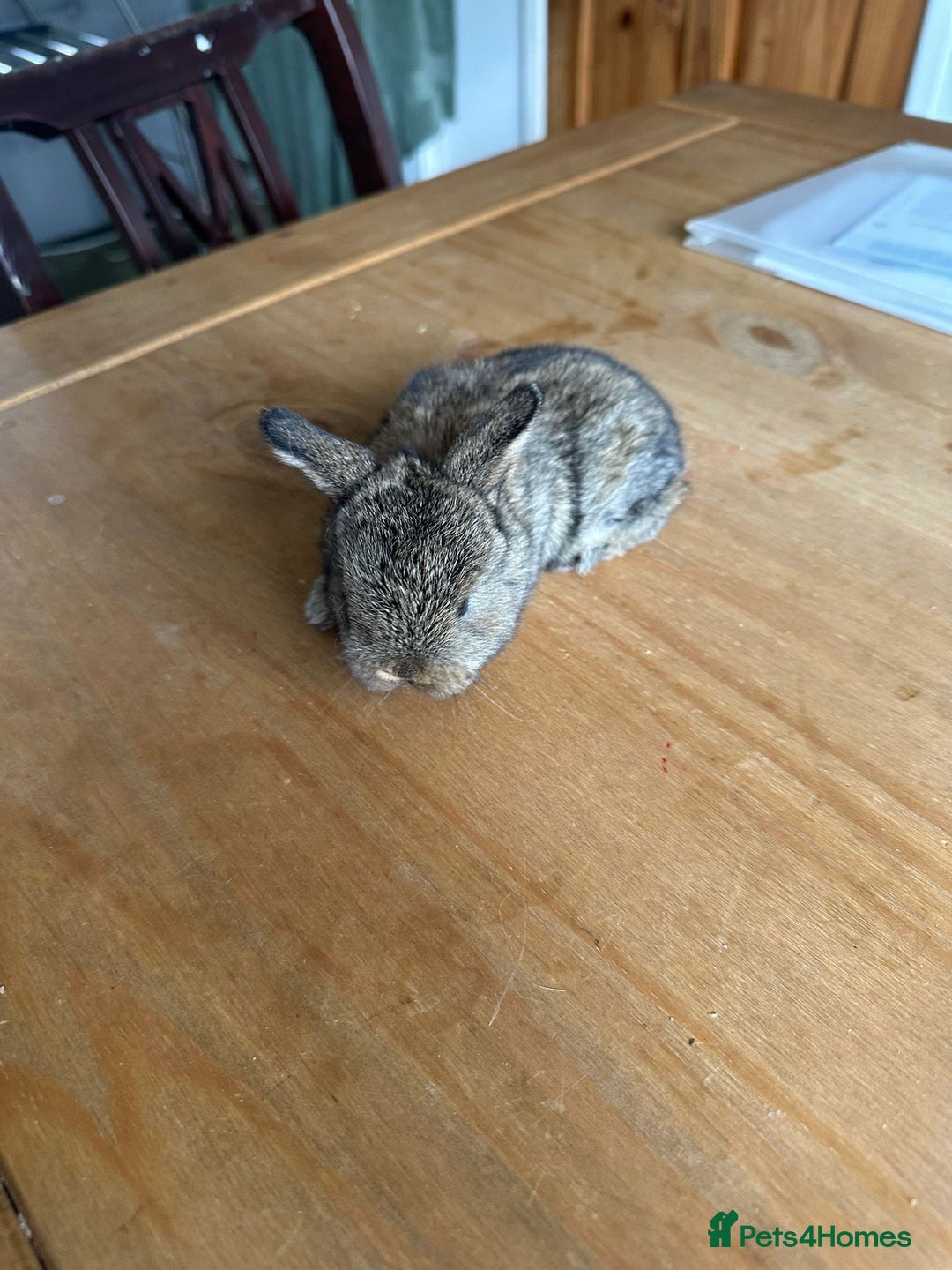 Mini Lop rabbits for sale: Pedigree mini Lops - Image 10