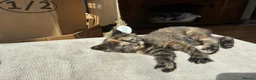 Mixed Breed cats for sale: Beautiful British x Domestic Tortie kittens - Advert 12