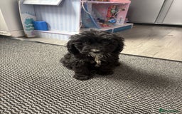 Cockapoo dogs for sale: Cockapoo puppies READY NOW  - Image 4