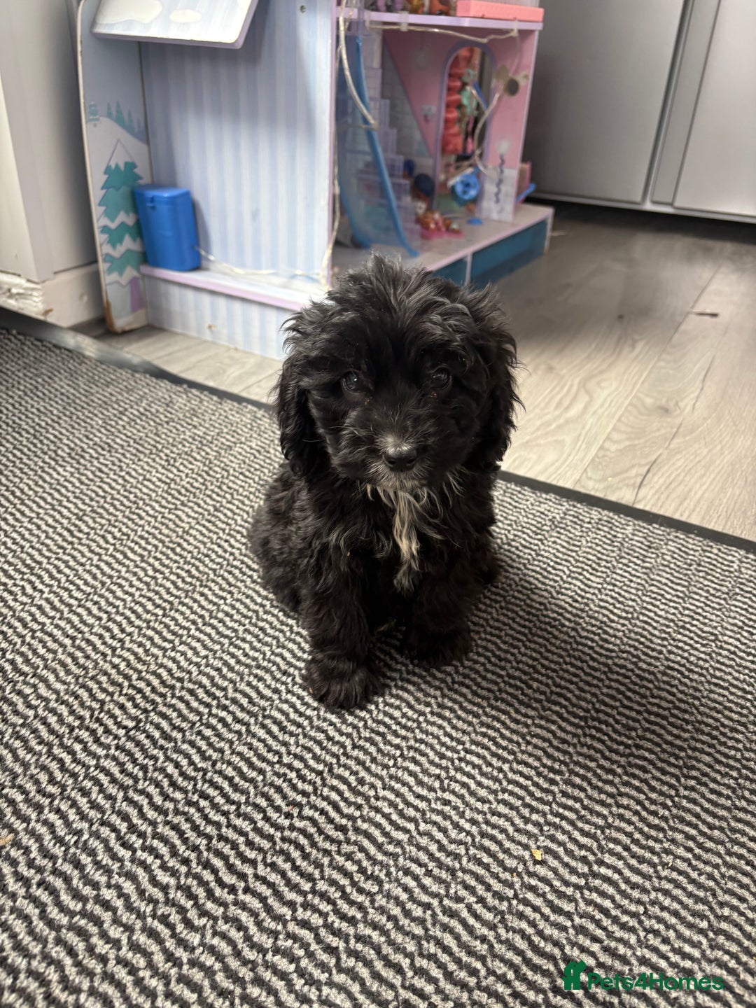 Cockapoo dogs for sale: Cockapoo puppies READY NOW  - Image 4