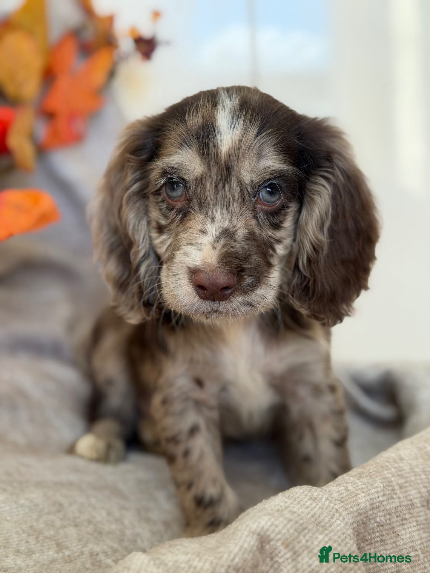 Cocker Spaniel dogs Cocker Spaniel puppies - Advert 2
