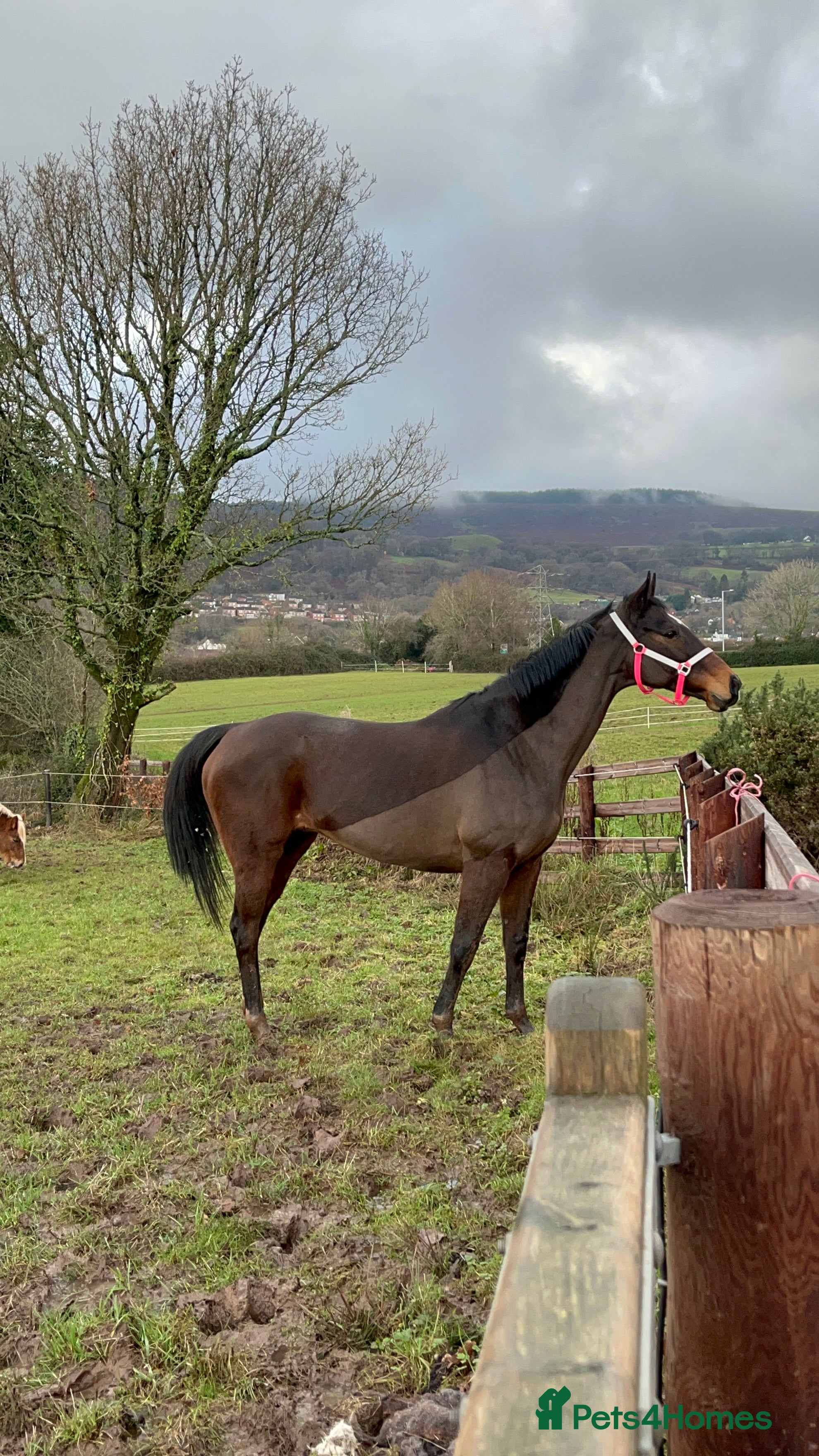 English Thoroughbred horses Beautiful 16.1hh thoroughbred mare *£2250(ono)* - Advert 16