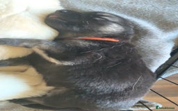 German Shepherd dogs for sale: Stunning litter of German shepherds  - Image 20