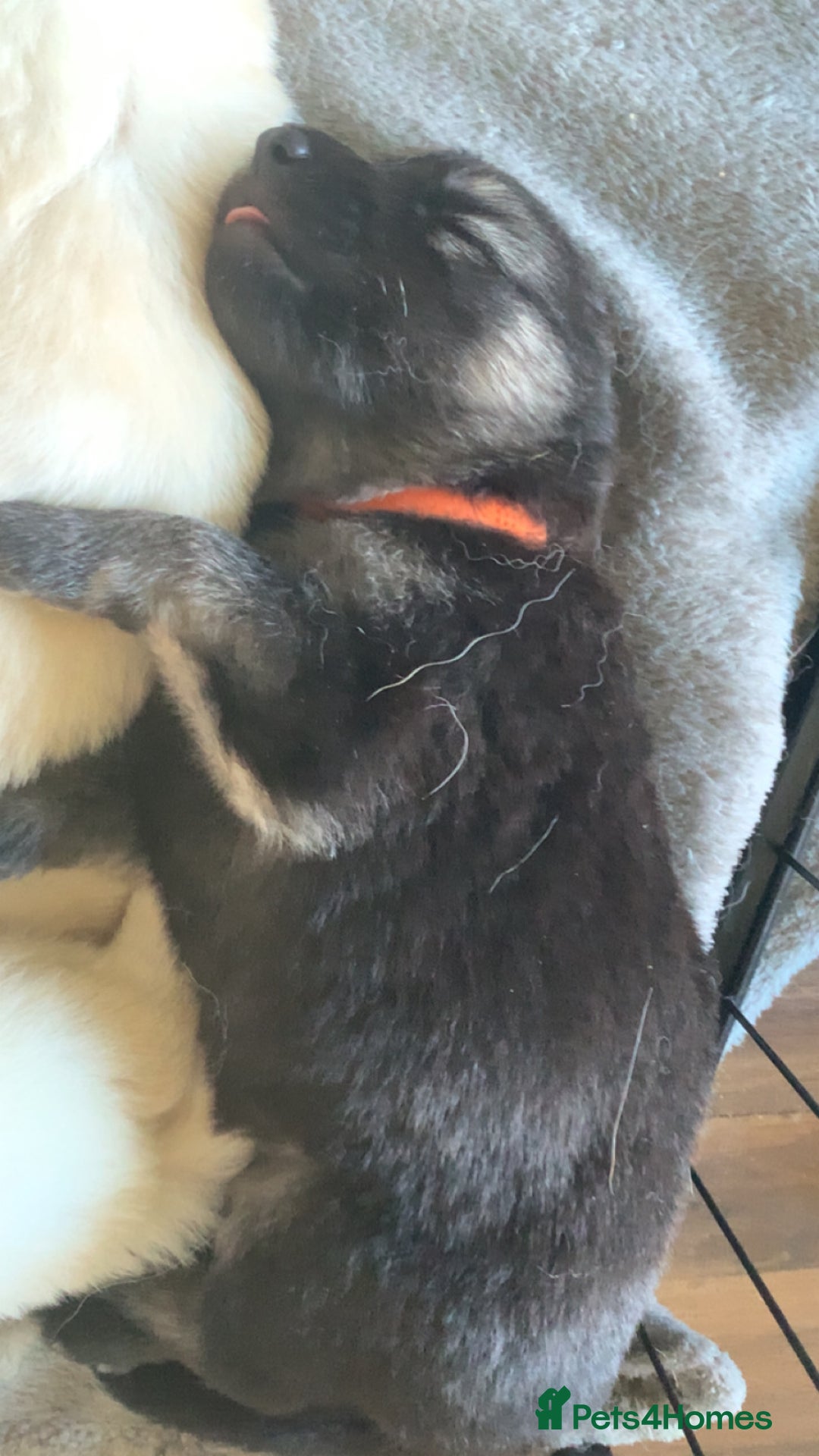 German Shepherd dogs for sale: Stunning litter of German shepherds  - Image 20