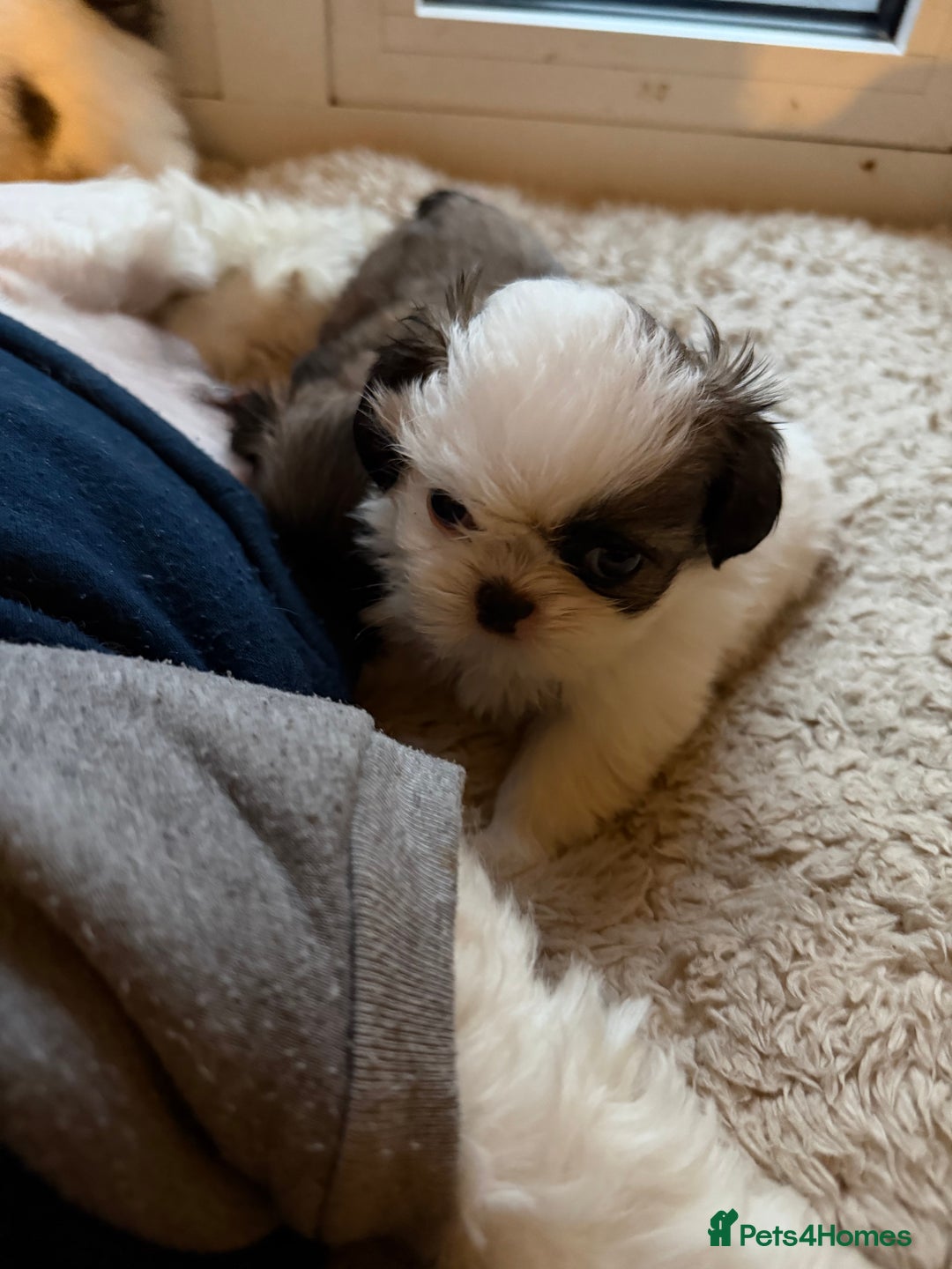 Shih Tzu dogs for sale: Shih Tzu puppies - Advert 3