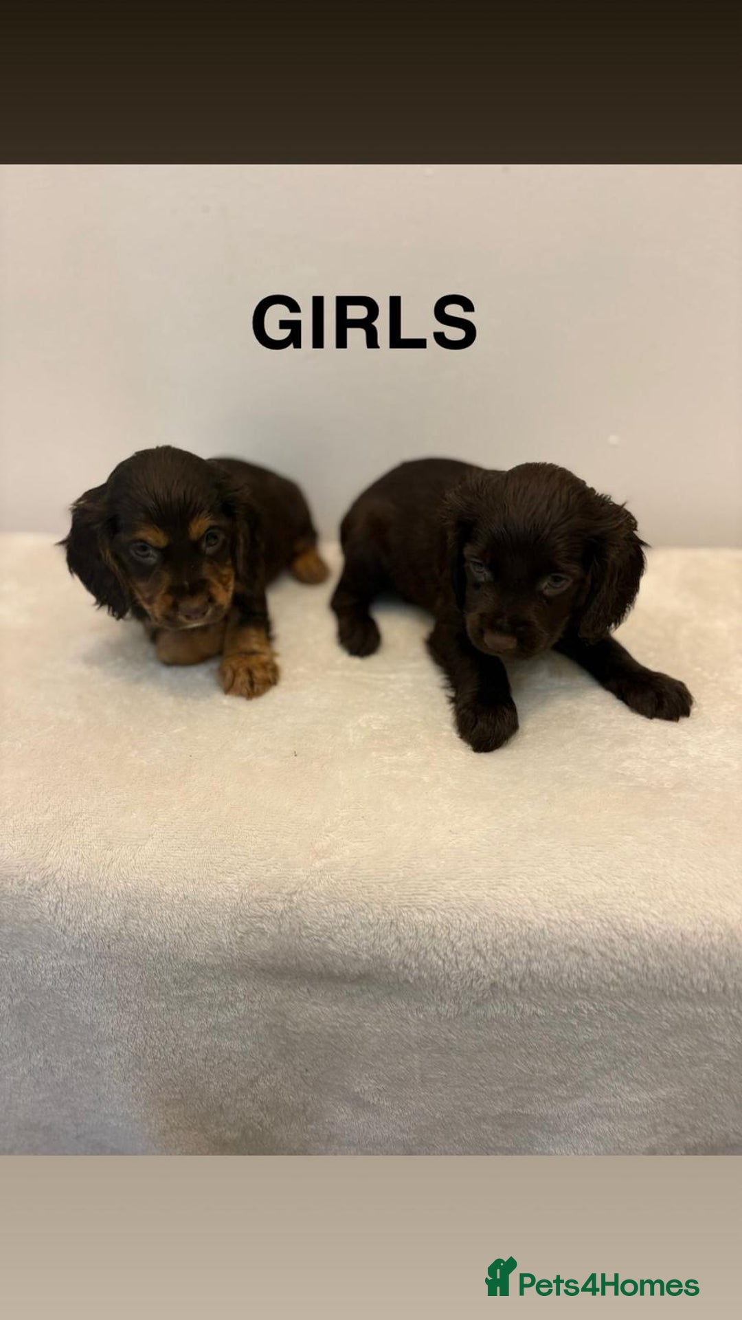 Cocker Spaniel dogs for sale: Gorgeous Full Cocker Spaniel Pups  - Image 25