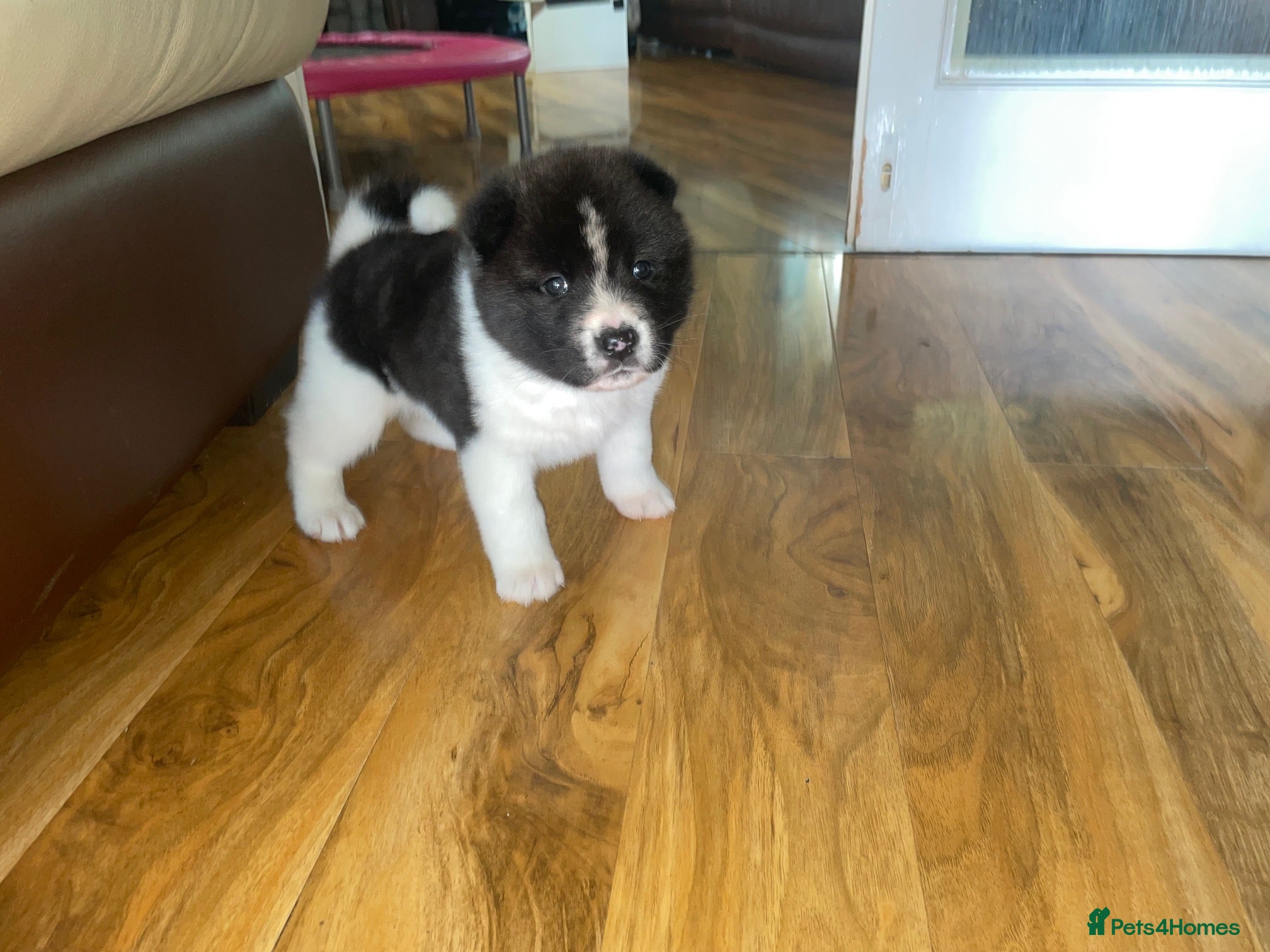Akita dogs Stunning Akita Puppy (male) *LAST one reduced* - Advert 7