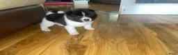 Akita dogs for sale: Stunning Akita Puppy (male) *LAST one reduced* - Advert 1
