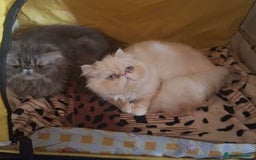 Persian cats for sale: Persian Kittens looking for their forever homes - Image 18