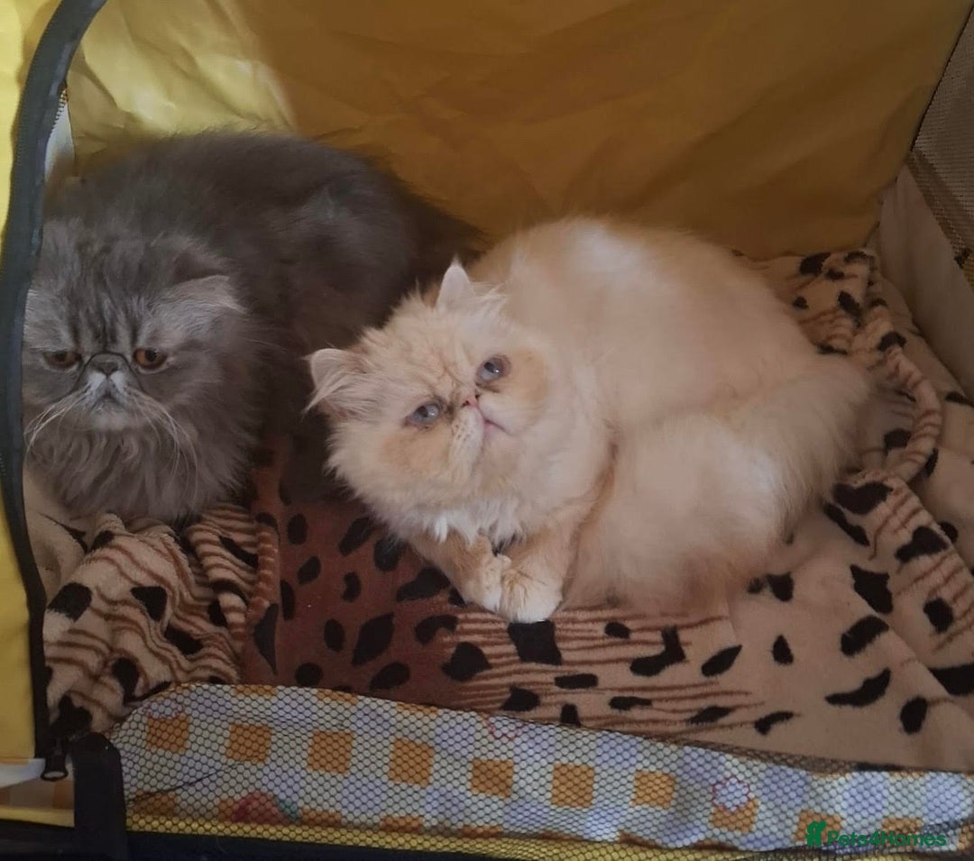 Persian cats for sale: Persian Kittens looking for their forever homes - Image 18