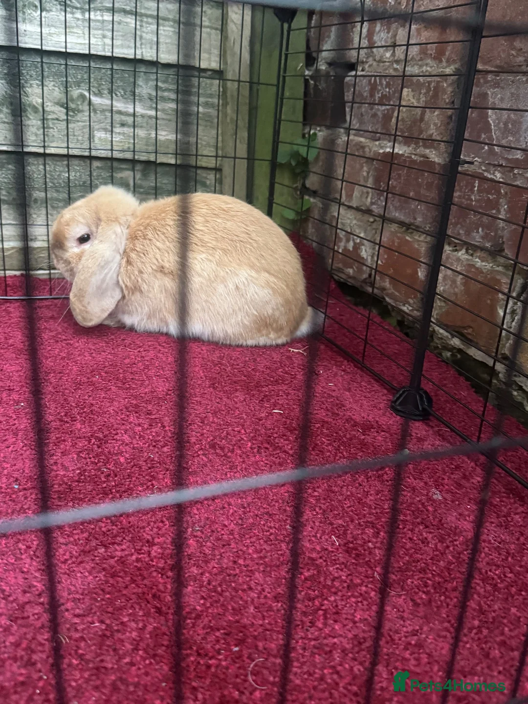 Mini Lop rabbits for sale: READY NOW gorgeous mini lop in Sheffield - Advert 2