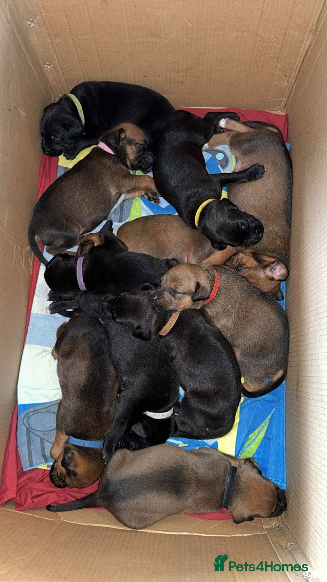 Mixed Breed dogs for sale: Doberman X XL Bully  - Image 36