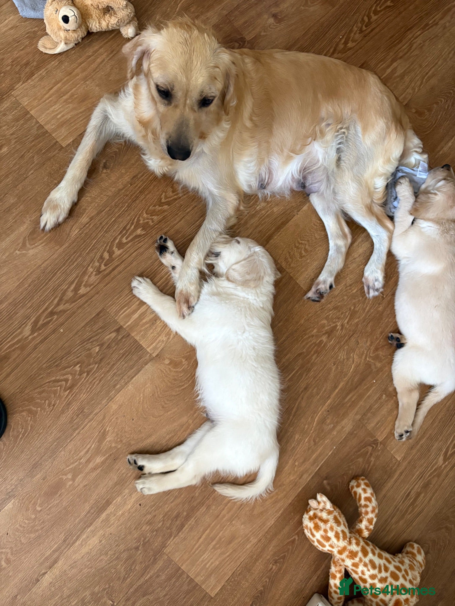 Golden Retriever dogs Pure Gentle Golden Retriever puppies  - Advert 2