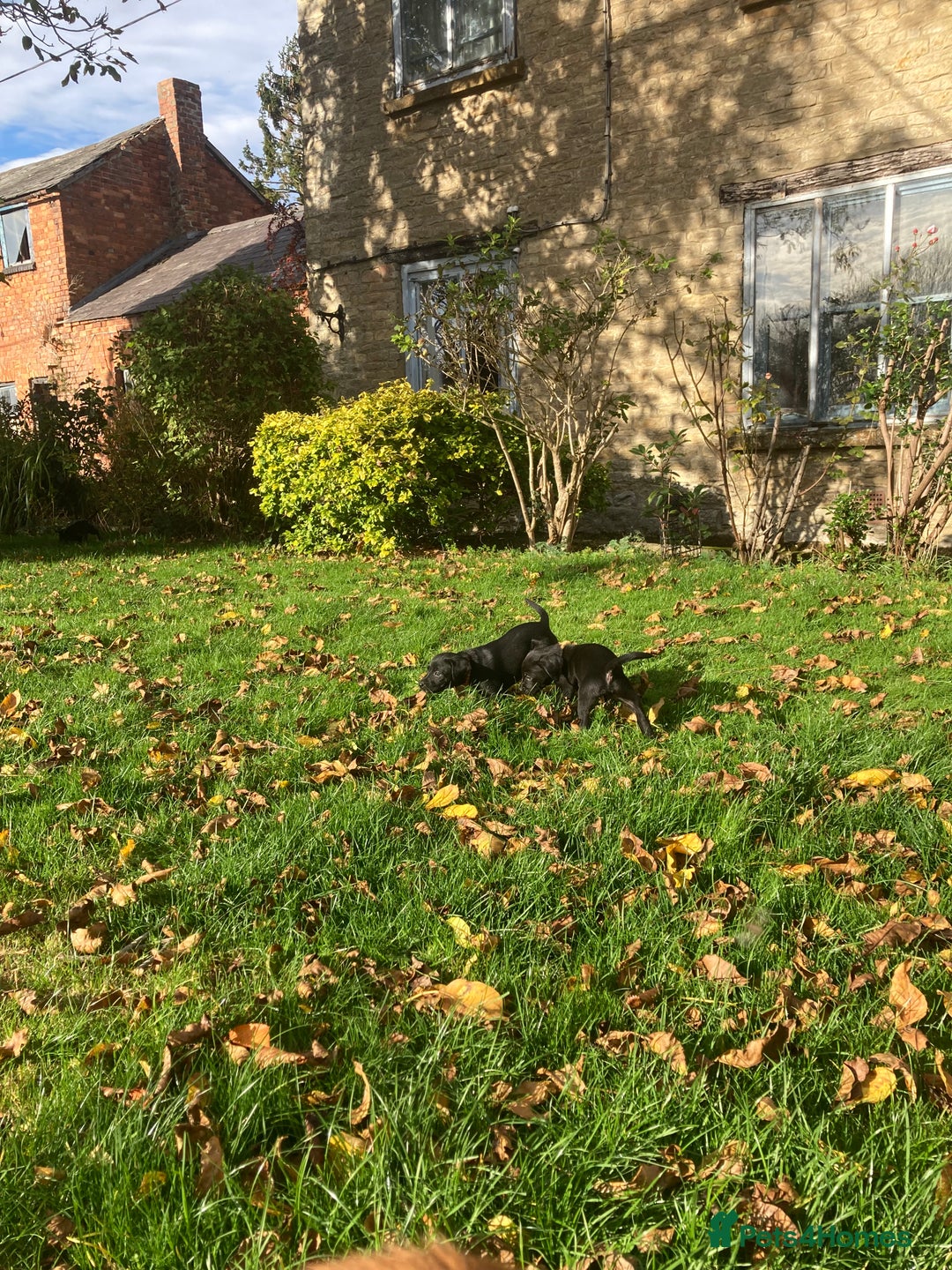Labrador Retriever dogs for sale: 4x Black Dog Labrador Puppies - Image 7