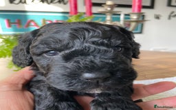 Mixed Breed dogs for sale: Sproodle cockapoo puppies  - Image 11